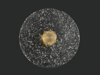 Настенные бра — Бра Newport 10821/25 brass купить в  Настенные бра — Бра Newport 10821/25 brass купить в