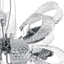 Люстры подвесные — Подвесная люстра Lightstar 820110 купить в  Люстры подвесные — Подвесная люстра Lightstar 820110 купить в