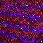 Светодиодные сети — Светодиодная сеть Neon-Night 215-023 купить в  Светодиодные сети — Светодиодная сеть Neon-Night 215-023 купить в