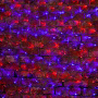 Светодиодные сети — Светодиодная сеть Neon-Night 215-033 купить в  Светодиодные сети — Светодиодная сеть Neon-Night 215-033 купить в